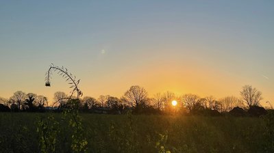 Bild Silhouette Rickert bei Sonnenuntergang